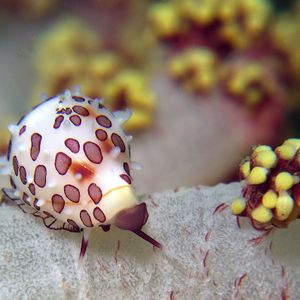 Diminovula alabaster 印度尼西亚 Indonesia , 安汶 Ambon @LazyDiving.com 潜水时光