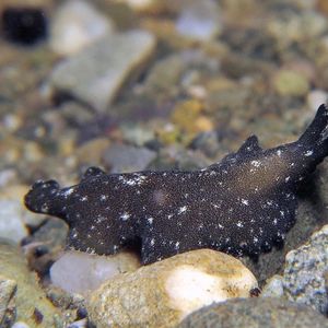 Pseudobiceros stellae 印度尼西亚 Indonesia , 安汶 Ambon @LazyDiving.com 潜水时光