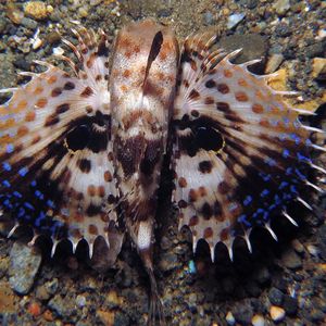 Dactyloptena orientalis 印度尼西亚 Indonesia , 安汶 Ambon @LazyDiving.com 潜水时光