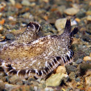 Pseudoceros 印度尼西亚 Indonesia , 安汶 Ambon @LazyDiving.com 潜水时光