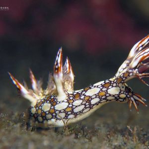 Bornella anguilla 印度尼西亚 Indonesia , 北苏拉威西 North Sulawesi , 锡奥岛 Siau island @LazyDiving.com 潜水时光