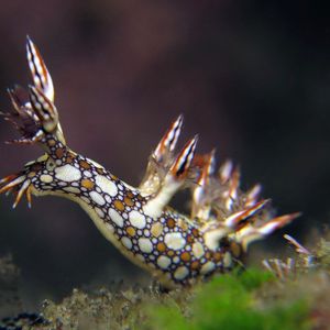 Siau island  Bornella anguilla