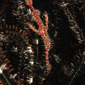 Solenostomus paradoxus 印度尼西亚 Indonesia , 北苏拉威西 North Sulawesi , 锡奥岛 Siau island @LazyDiving.com 潜水时光