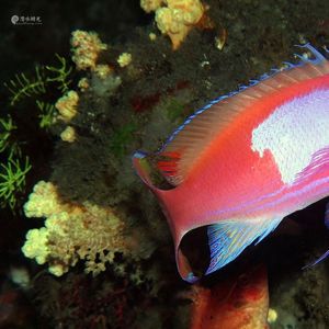 Pseudanthias pleurotaenia 印度尼西亚 Indonesia , 北苏拉威西 North Sulawesi , 锡奥岛 Siau island @LazyDiving.com 潜水时光