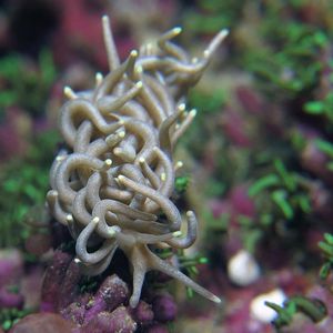 Phyllodesmium briareum �印度尼西亚 Indonesia , 锡奥岛 Siau island @LazyDiving.com 潜水时光