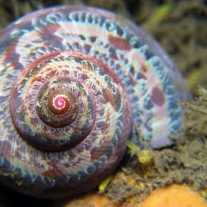 Turbo petholatus 印度尼西亚 Indonesia , 锡奥岛 Siau island @LazyDiving.com 潜水时光