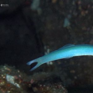 Ptereleotris heteroptera 印度尼西亚 Indonesia , 锡奥岛 Siau island @LazyDiving.com 潜水时光