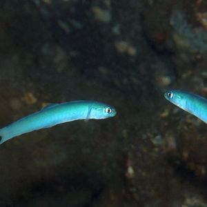 Ptereleotris heteroptera Ptereleotris heteroptera 尾斑凹尾塘鱧 Indonesia 印度尼西亚 Siau island 锡奥岛 @LazyDiving.com 潜水时光