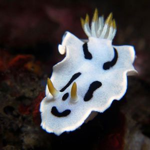 Chromodoris dianae Chromodoris dianae 印度尼西亚 Indonesia , 北苏拉威西 North Sulawesi , 锡奥岛 Siau island @LazyDiving.com 潜水时光