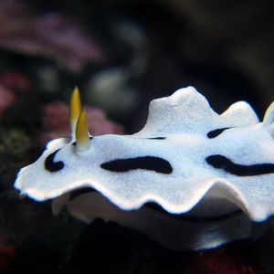 Chromodoris dianae Chromodoris dianae 印度尼西亚 Indonesia , 北苏拉威西 North Sulawesi , 锡奥岛 Siau island @LazyDiving.com 潜水时光