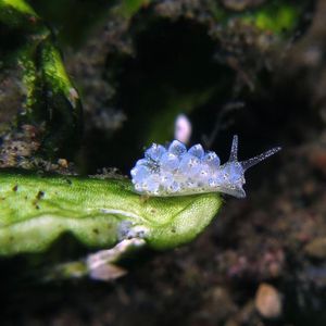 Ercolania coerulea Ercolania coerulea 印度尼西亚 Indonesia , 北苏拉威西 North Sulawesi , 锡奥岛 Siau island @LazyDiving.com 潜水时光