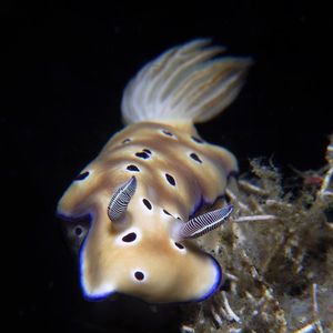 Hypselodoris tryoni 印度尼西��亚 Indonesia , 锡奥岛 Siau island @LazyDiving.com 潜水时光