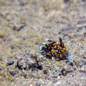 Antennarius maculatus Antennarius maculatus 印度尼西亚 Indonesia , 北苏拉威西 North Sulawesi , 锡奥岛 Siau island @LazyDiving.com 潜水时光