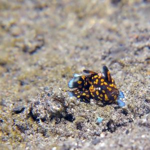 Antennarius maculatus 印度尼西亚 Indonesia , 锡奥岛 Siau island @LazyDiving.com 潜水时光