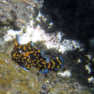 Antennarius maculatus Antennarius maculatus 印度尼西亚 Indonesia , 北苏拉威西 North Sulawesi , 锡奥岛 Siau island @LazyDiving.com 潜水时光
