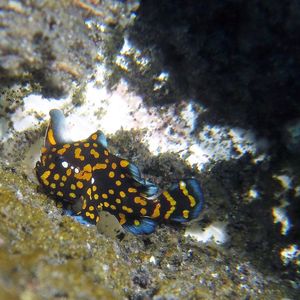 Antennarius maculatus 印度尼西亚 Indonesia , 锡奥岛 Siau island @LazyDiving.com 潜水时光