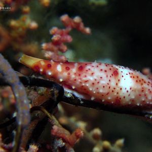 Phenacovolva rosea 印度尼西亚 Indonesia , 锡奥岛 Siau island @LazyDiving.com 潜水时光