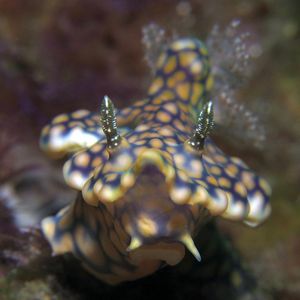 Miamira sinuata Miamira sinuata 曲折多彩海蛞蝓 Indonesia 印度尼西亚 Siau island 锡奥岛 @LazyDiving.com 潜水时光