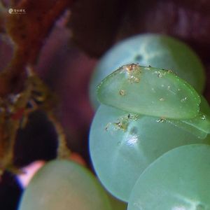 Berthelinia pseudochloris Berthelinia pseudochloris 双壳螺 Indonesia 印度尼西亚 Siau island 锡奥岛 @LazyDiving.com 潜水时光