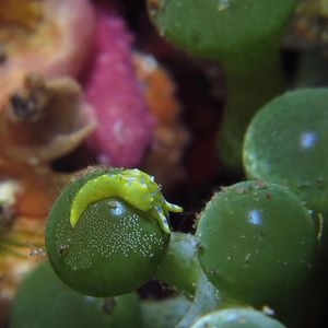 Oxynoe jordani 印度尼西亚 Indonesia , 锡奥岛 Siau island @LazyDiving.com 潜水时光