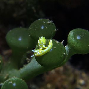 Oxynoe jordani 印度尼西亚 Indonesia , 锡奥岛 Siau island @LazyDiving.com 潜水时光