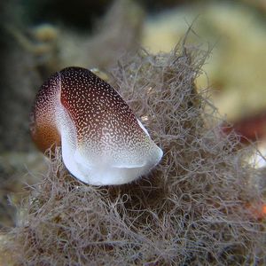 Chelidonura amoena 印度尼西亚 Indonesia , 北苏拉威西 North Sulawesi , 锡奥岛 Siau island @LazyDiving.com 潜水时光