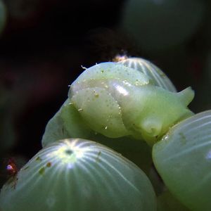 Oxynoe kabirensis Oxynoe kabirensis 印度尼西亚 Indonesia , 北苏拉威西 North Sulawesi , 锡奥岛 Siau island @LazyDiving.com 潜水时光