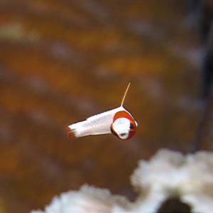 Cetoscarus bicolor 印度�尼西亚 Indonesia , 锡奥岛 Siau island @LazyDiving.com 潜水时光