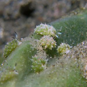 Costasiella paweli Costasiella paweli 印度尼西亚 Indonesia , 北苏拉威西 North Sulawesi , 锡奥岛 Siau island @LazyDiving.com 潜水时光