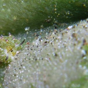 Costasiella paweli Costasiella paweli 印度尼西亚 Indonesia , 北苏拉威西 North Sulawesi , 锡奥岛 Siau island @LazyDiving.com 潜水时光