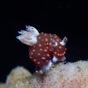 Nembrotha yonowae Nembrotha yonowae 印度尼西亚 Indonesia , 北苏拉威西 North Sulawesi , 锡奥岛 Siau island @LazyDiving.com 潜水时光