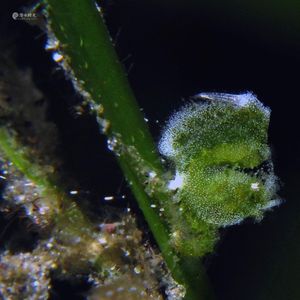 Phycocaris 印度尼西亚 Indonesia , 锡奥岛 Siau island @LazyDiving.com 潜水时光