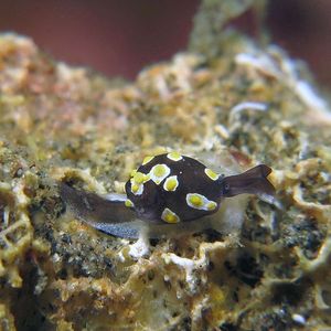 Colpodaspis thompsoni 印度尼西亚 Indonesia , 锡奥岛 Siau island @LazyDiving.com 潜水时光