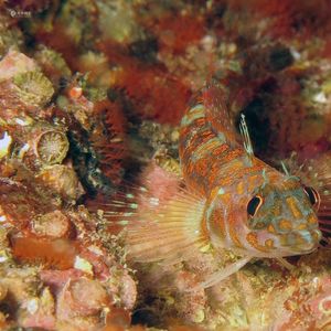 Springerichthys bapturus Springerichthys bapturus 黑尾三鳍鳚 Japan 日本 Kashiwa Island 柏岛 @LazyDiving.com 潜水时光