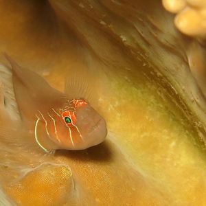 Gobiodon prolixus 日本 Japan , 柏岛 Kashiwa Island @LazyDiving.com 潜水时光