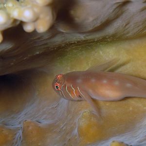 Gobiodon prolixus Gobiodon prolixus 五线虾虎鱼 Japan 日本 Kashiwa Island 柏岛 @LazyDiving.com 潜水时光