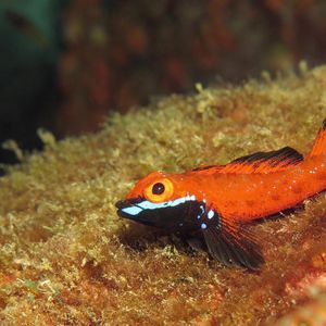 Helcogramma fuscopinna 日本 Japan , 柏岛 Kashiwa Island @LazyDiving.com 潜水时光