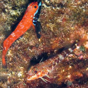 Helcogramma fuscopinna Helcogramma fuscopinna 黑鳍弯线鳚 Japan 日本 Kashiwa Island 柏岛 @LazyDiving.com 潜水时光