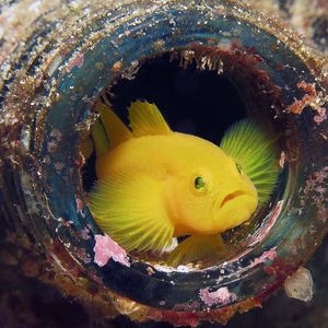 Lubricogobius exiguus 日本 Japan , 柏岛 Kashiwa Island @LazyDiving.com �潜水时光