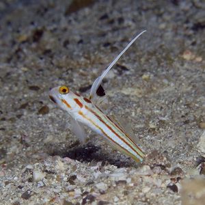 Stonogobiops yasha 日本 Japan , 柏岛 Kashiwa Island @LazyDiving.com 潜水时光