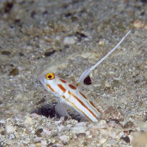 Stonogobiops yasha 日本 Japan , 柏岛 Kashiwa Island @LazyDiving.com 潜水时光