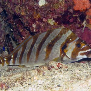 Cheilodactylus zonatus 日本 Japan , 柏岛 Kashiwa Island @LazyDiving.com 潜水时光