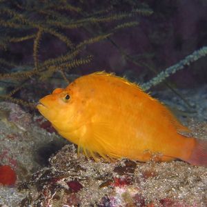 Cirrhitichthys aureus 日本 Japan , 柏岛 Kashiwa Island @LazyDiving.com 潜水时光