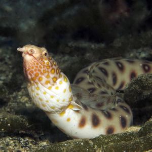 Ophichthus polyophthalmus 日本 Japan , 柏岛 Kashiwa Island @LazyDiving.com 潜水时光