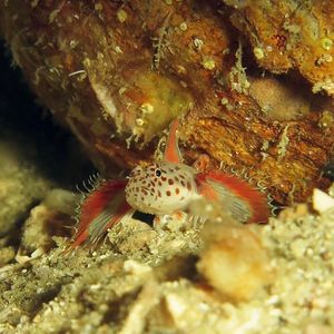 Discordipinna griessingeri 日本 Japan , 柏岛 Kashiwa Island @LazyDiving.com 潜水时光