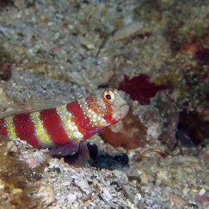 Amblyeleotris wheeleri 日本 Japan , 柏岛 Kashiwa Island @LazyDiving.com 潜水时��光