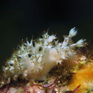 Marionia arborescens 日本 Japan , 柏岛 Kashiwa Island @LazyDiving.com 潜水时光