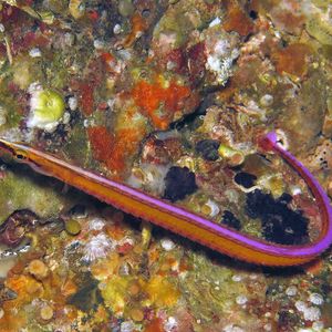 Maroubra yasudai 日本 Japan , 柏岛 Kashiwa Island @LazyDiving.com 潜水时光