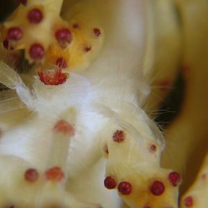 Uroptychus joloensis 日本 Japan , 柏岛 Kashiwa Island @LazyDiving.com 潜水时光