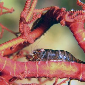 Lipkemenes lanipes Lipkemenes lanipes 海花篮虾 Japan 日本 Kashiwa Island 柏岛 @LazyDiving.com 潜水时光